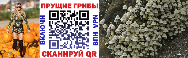 Галлюциногенные грибы MAGIC MUSHROOMS Купить Каспийск